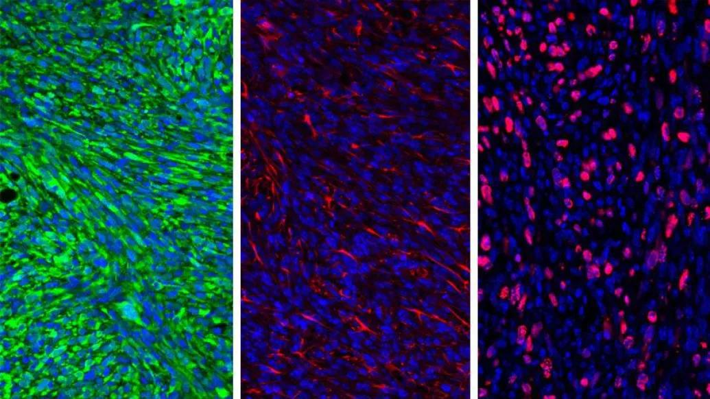 microscopic nanoparticle colorful cellular inhibitor