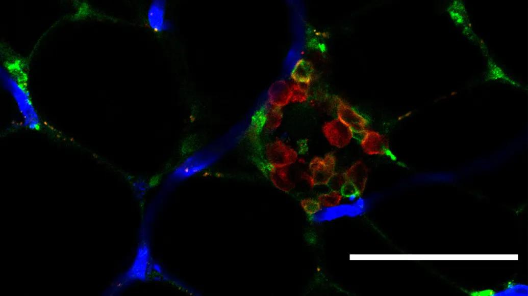 molecule RGB microscopic cell slide