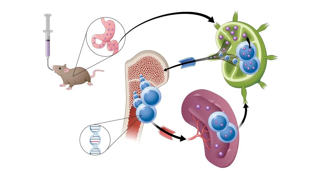 A model demonstrating how this type of novel drug is absorbed through the lymphatic system.
