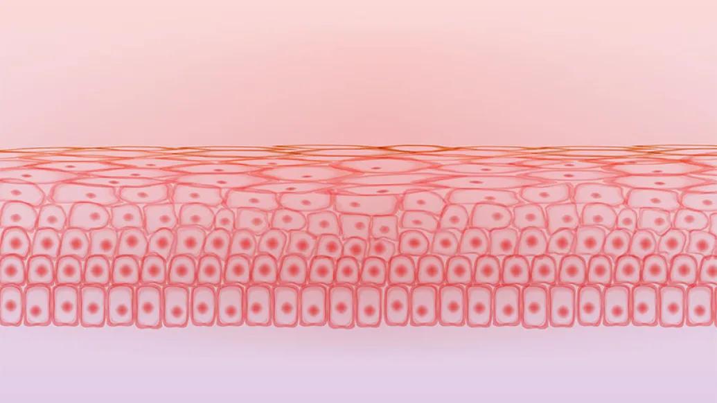 graphic of pink orange skin tissue cell