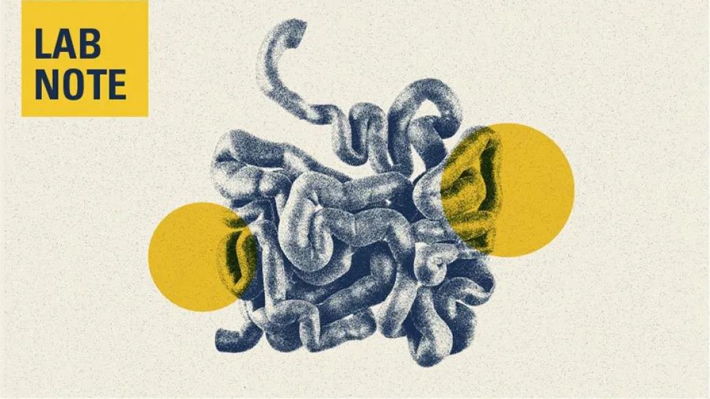 small intestine drawing lab notes