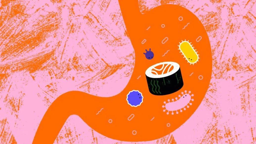 stomach with sushi inside with gut microbiome