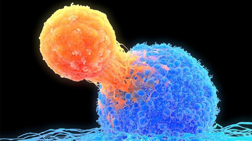 T-cell attaching to cancer cell