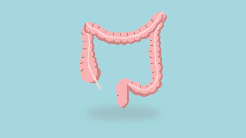 Large Intestine