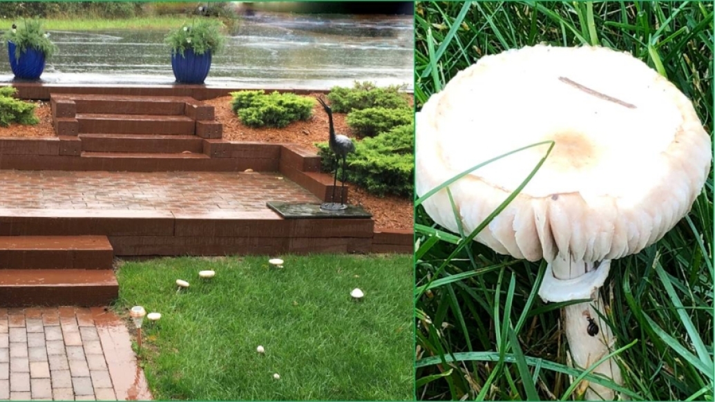 Yard with mushroom (left) and closeup of a mushroom (right)