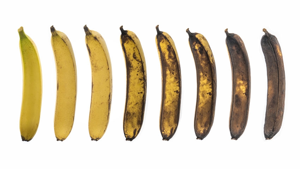 Bananas aging from yellow to brown