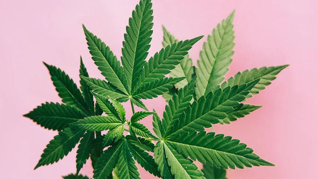 cannabis green pink baxckground