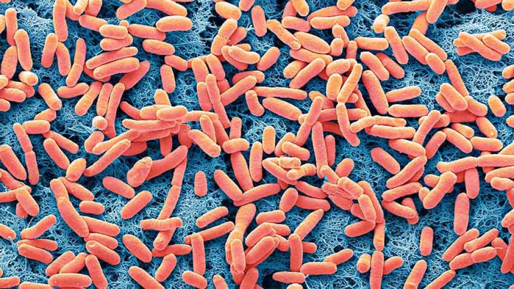 Close up of ecoli bacteria