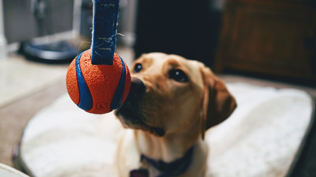 dog staring at tennis ball