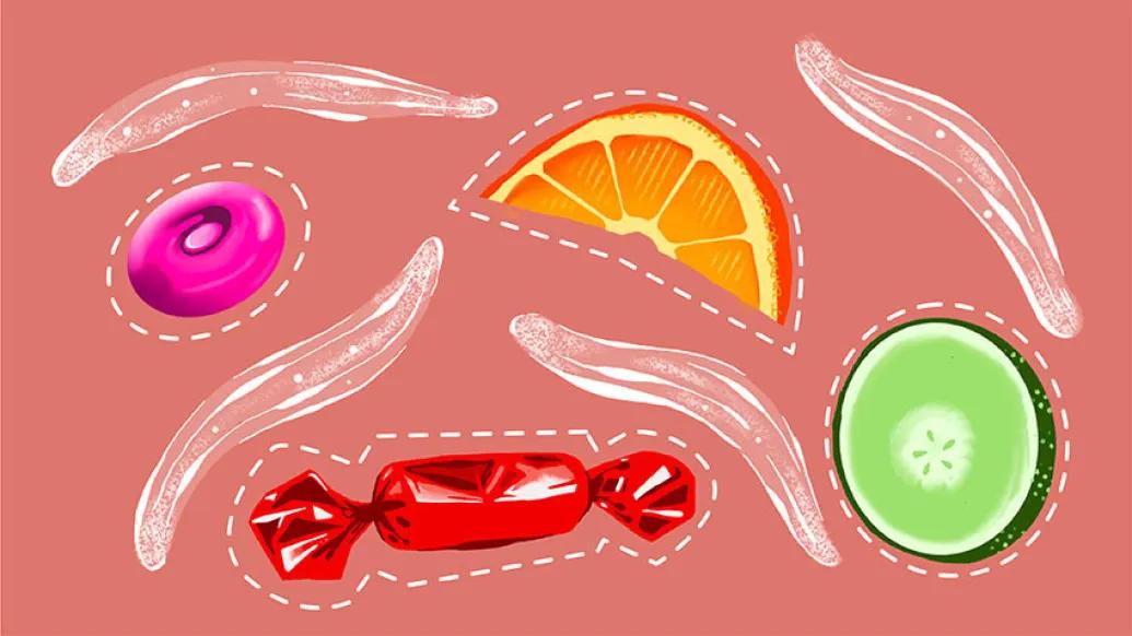 food candy worm fruit