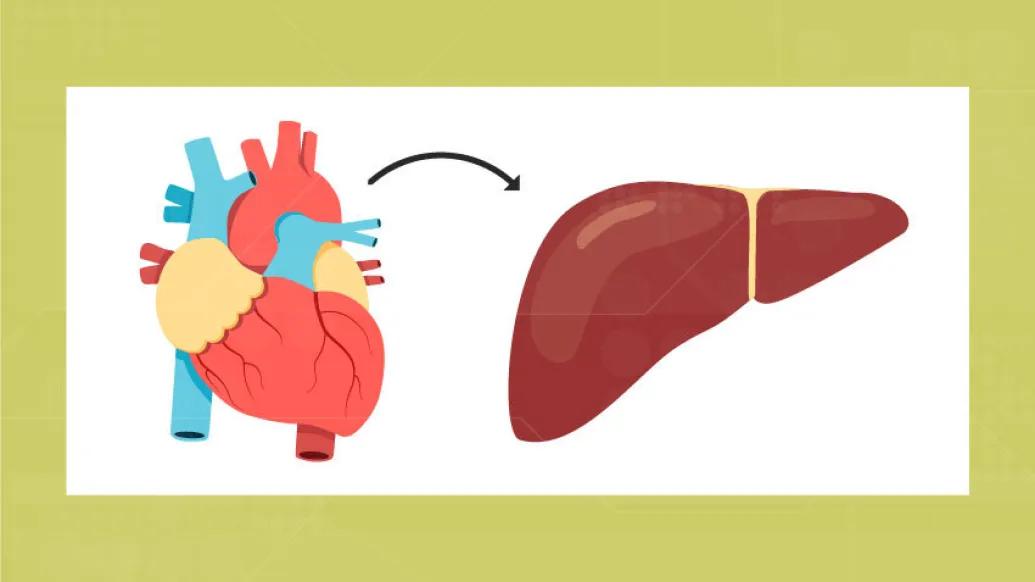 drawing of heart and an arrow pointing to a drawing of a kidney