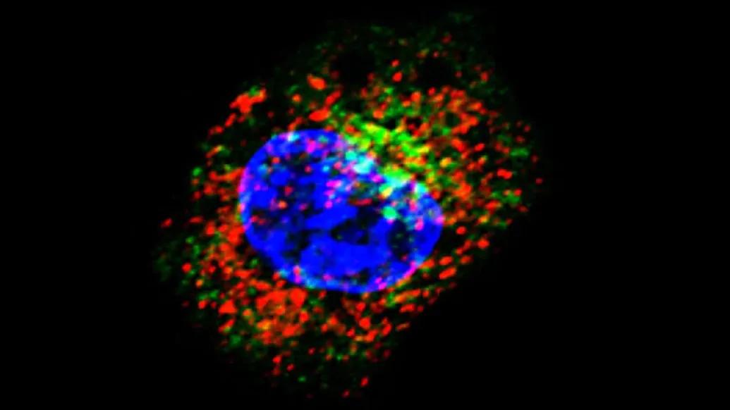 Interaction between STC1 and CRT within a cell