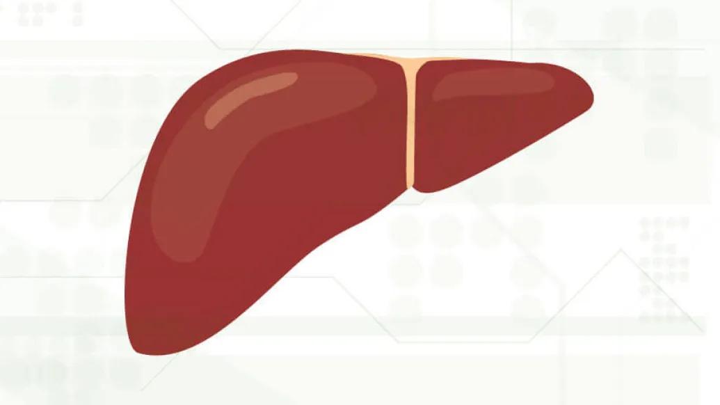 Liver