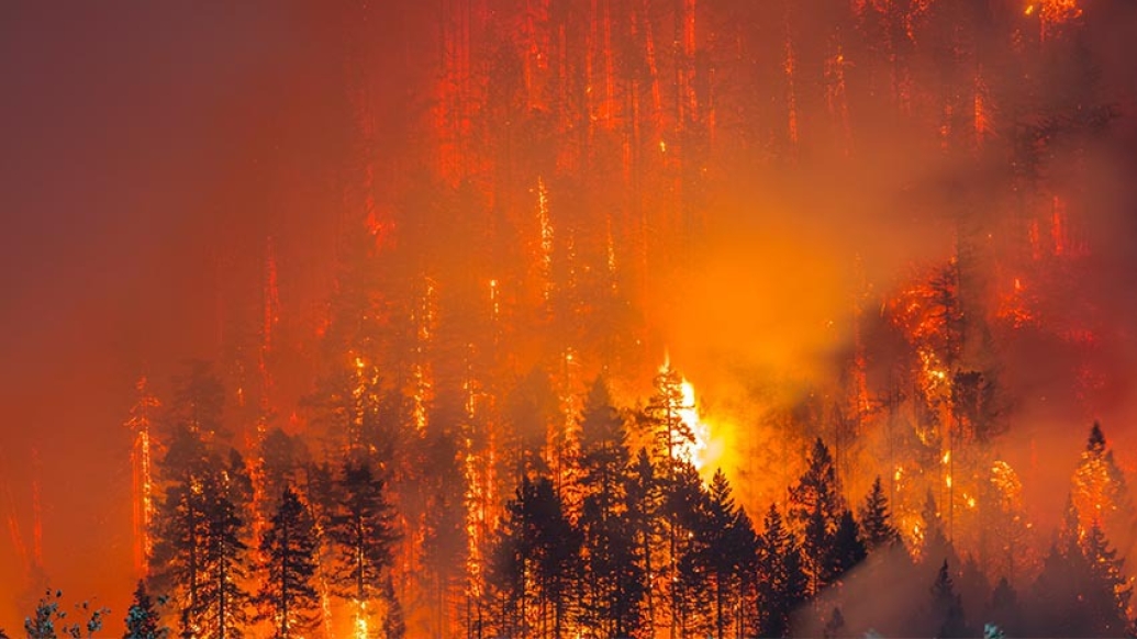 Mature forest on fire
