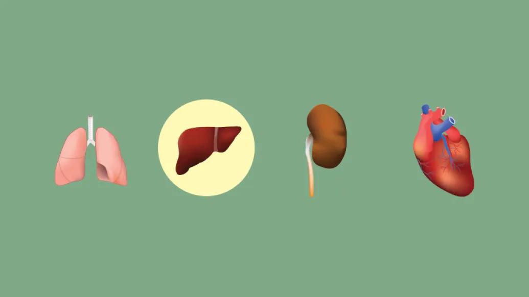 donor-organs