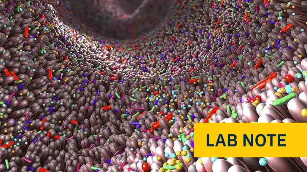 colorful cells in intestine with yellow badge bottom right corner saying lab note in blue