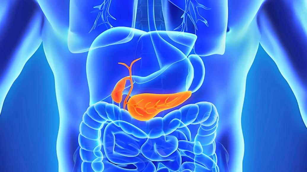 Orange pancreas shown inside a blue body outline 