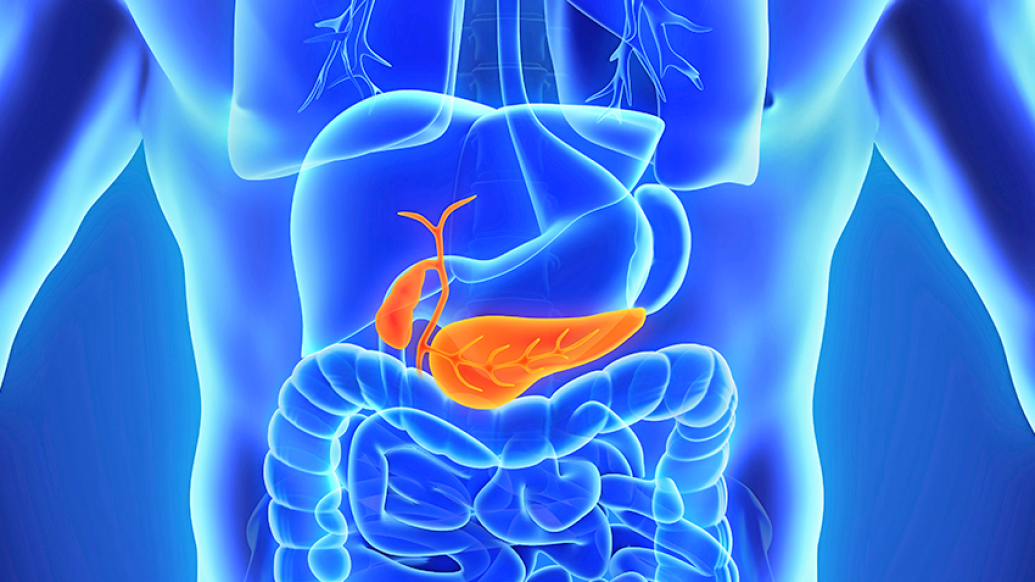 Orange pancreas shown inside a blue body outline 
