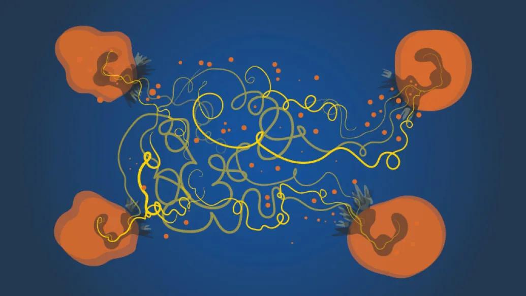 protein pig intestine infection immune