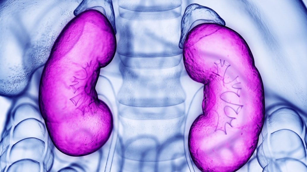 purple kidneys on blue scan