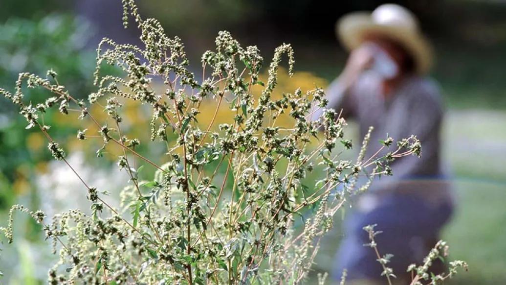 woman reacting to allergies outside with Kleenex behind bush with hat on