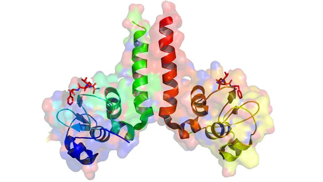 xiap image