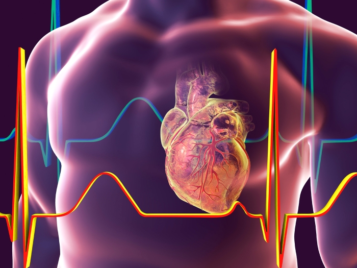 3DModel Chest Heart EKG purple