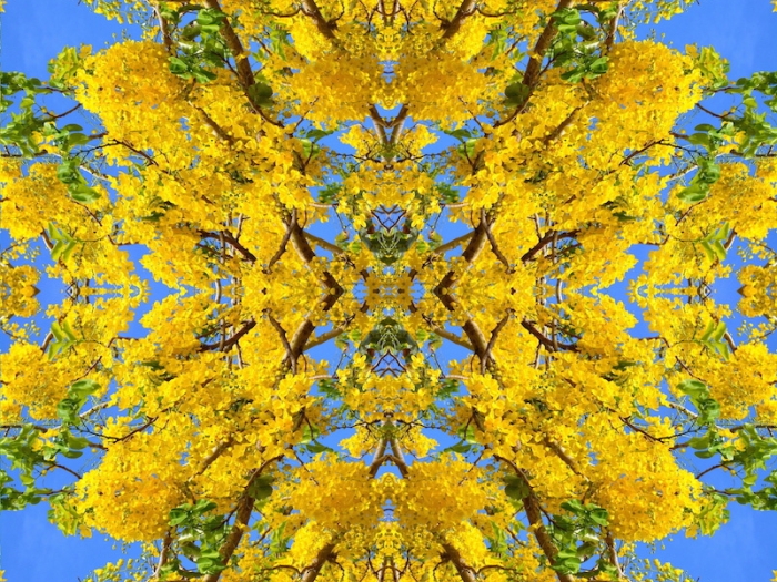 Brooks Botaniscopes photo of yellow flowers