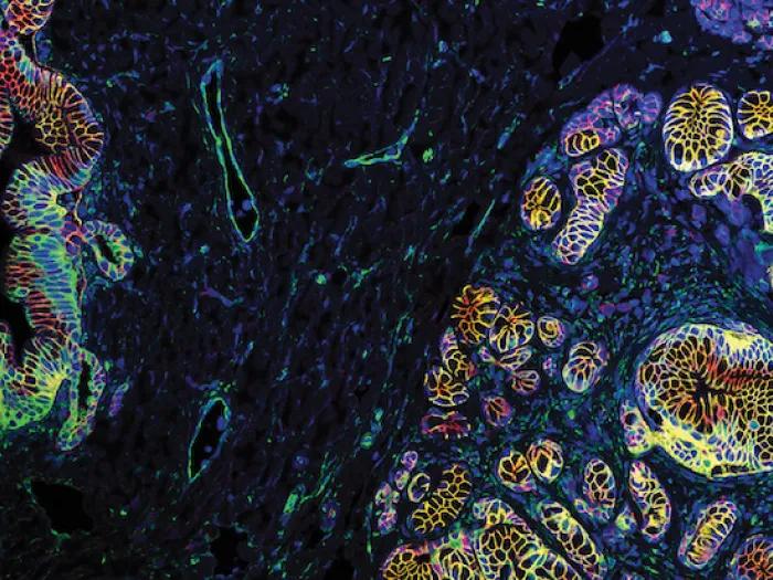 purple green red cell image