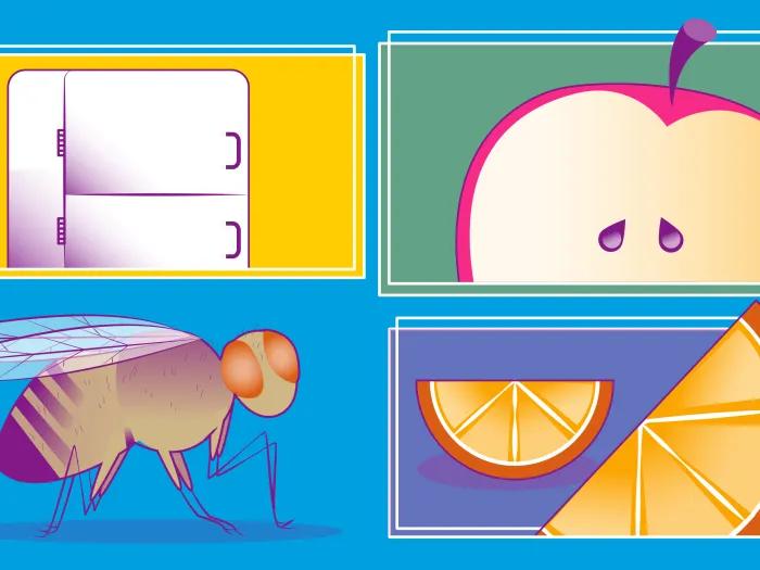 fruitfly hunger refrigerator apple orange