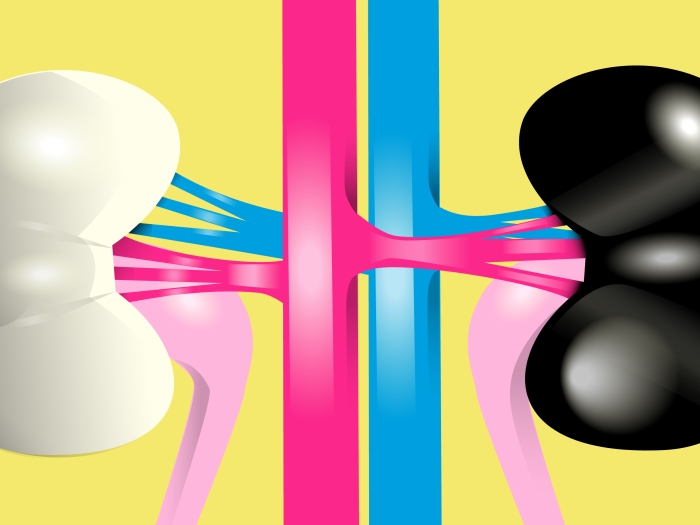 kidney black white and pink and blue lines
