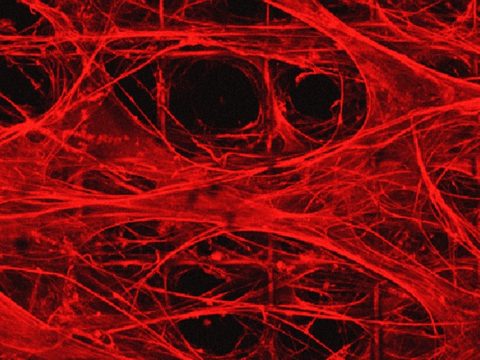 Brain Organoids Tissue Microscopic Red