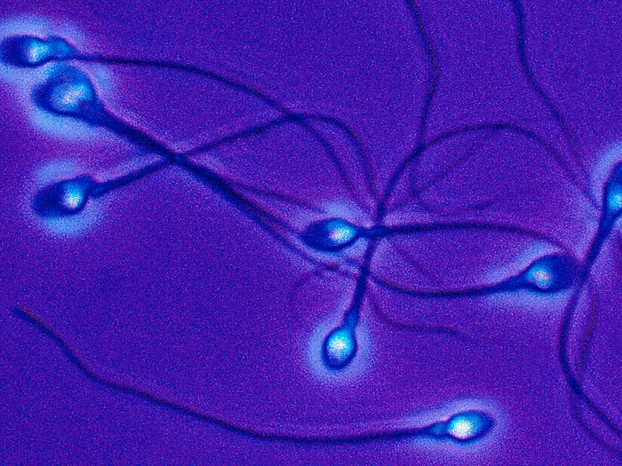 sperm purple glowing