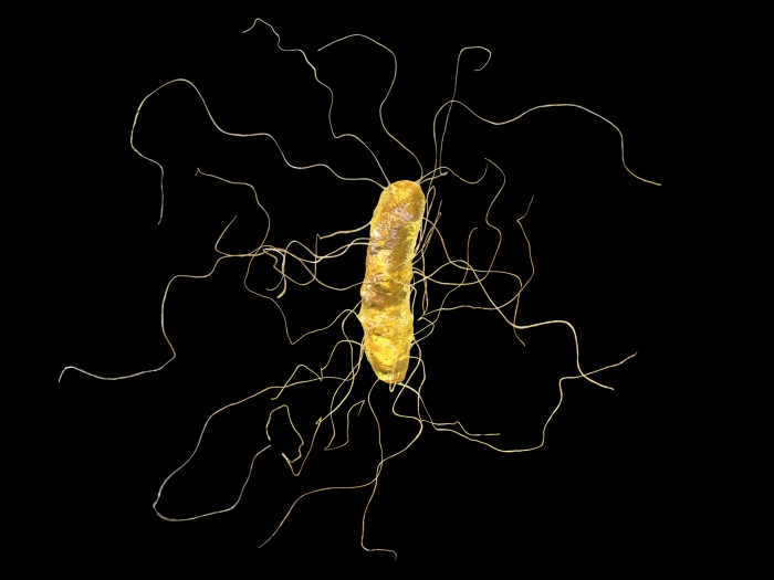bacteria black background yellow cell