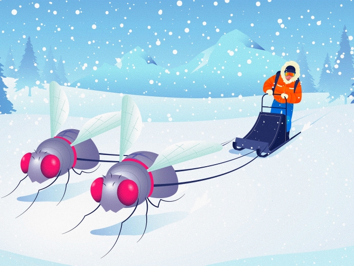 flies moving sled in snow with person