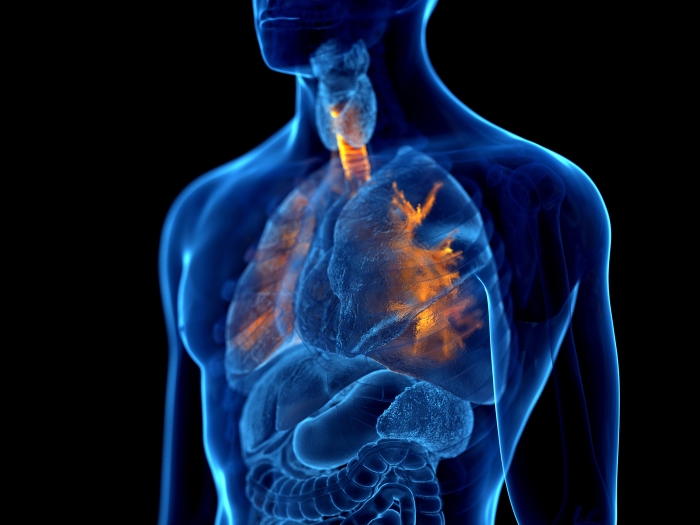 Computerized image of a human torso with lungs illuminated