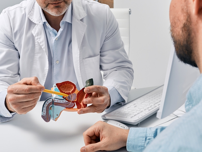 Physician holds model of prostate and points to it for patient
