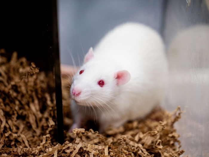 White rat with pink eyes in a glass case