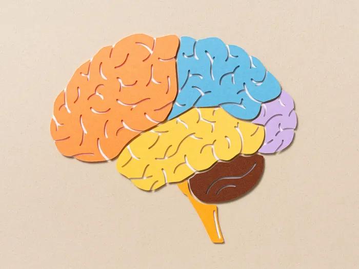 A graphic of the brain
