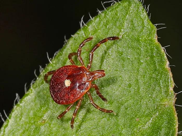brown tick on leaf