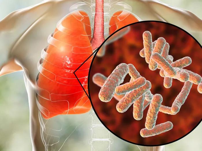 cells up close from inside lungs in red in the image of a clear see through body