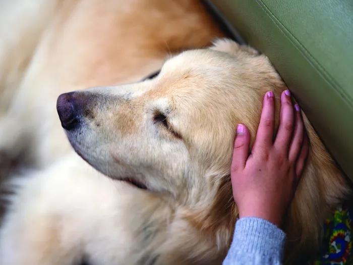 Photo of a child's hand petting a golden retriever. The retriever is reclined with his eyes closed.