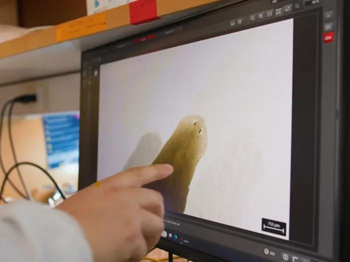 pointing to worm on screen