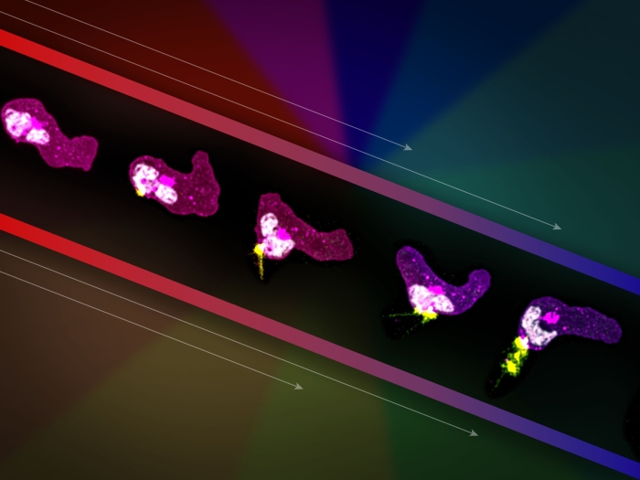 colorful pieces on black strip and colorful background