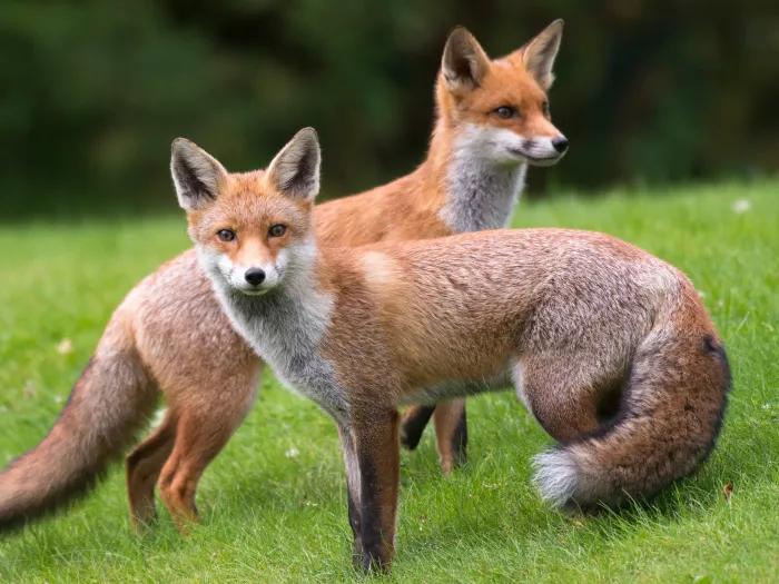 two foxes on grass 