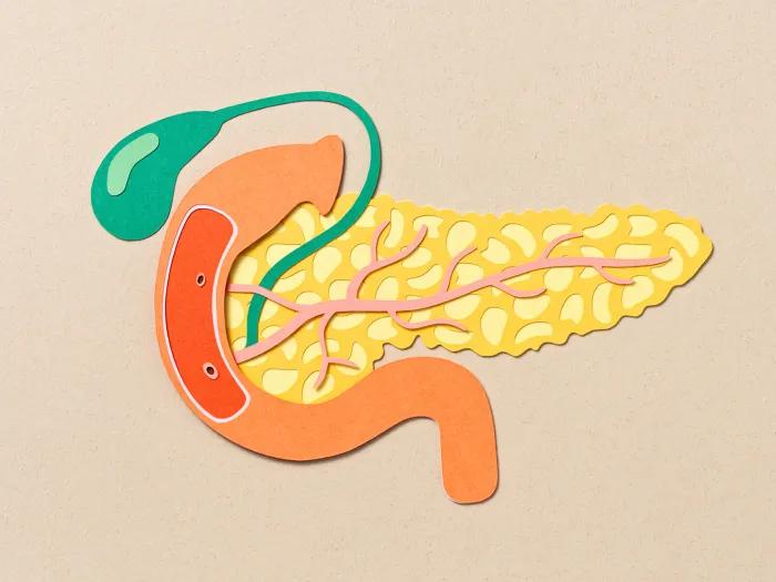 outline drawing of pancreas on beige screen with green orange yellow and pink