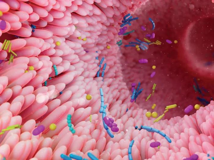 light pink cells of stomach lining with blue and yellow and purple cells floating around 