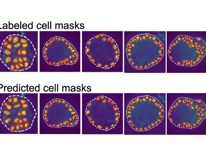 cell pictures next to one another with different variations of orange/red lit up cells on purple background. first row says labeled cell masks and the second says predicted cell masks