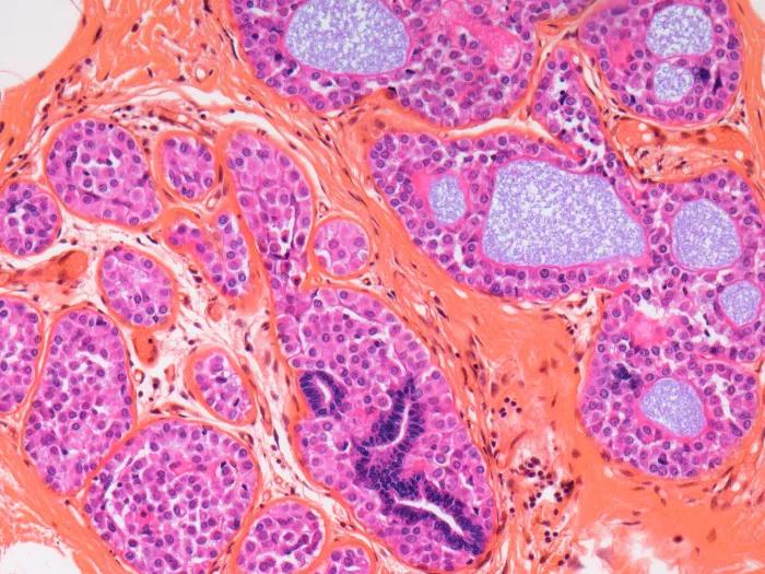 close up microscopic image in pinks