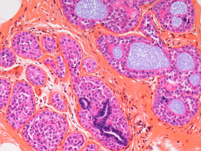 close up microscopic image in pinks